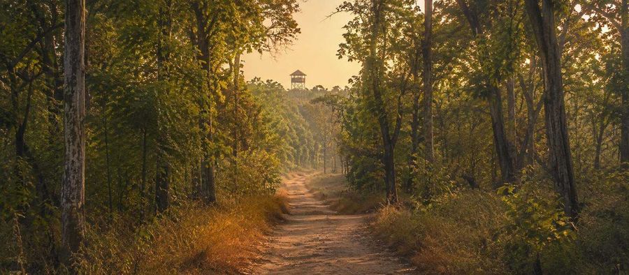 Bandipur National Park, Karnataka