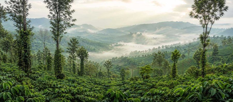 Coffee plantations and hills in Coorg, Madikeri
