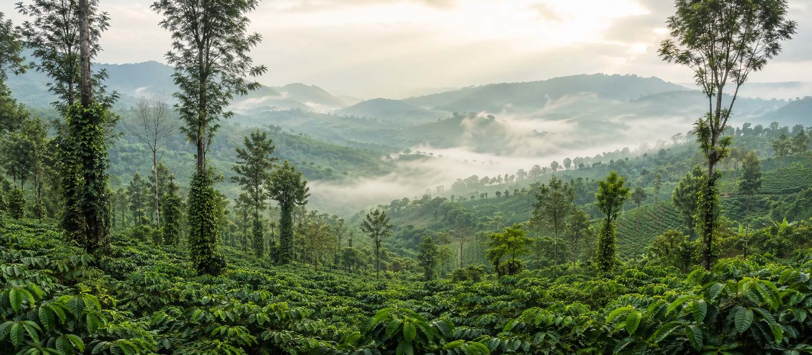 Coffee plantations and hills in Coorg, Madikeri