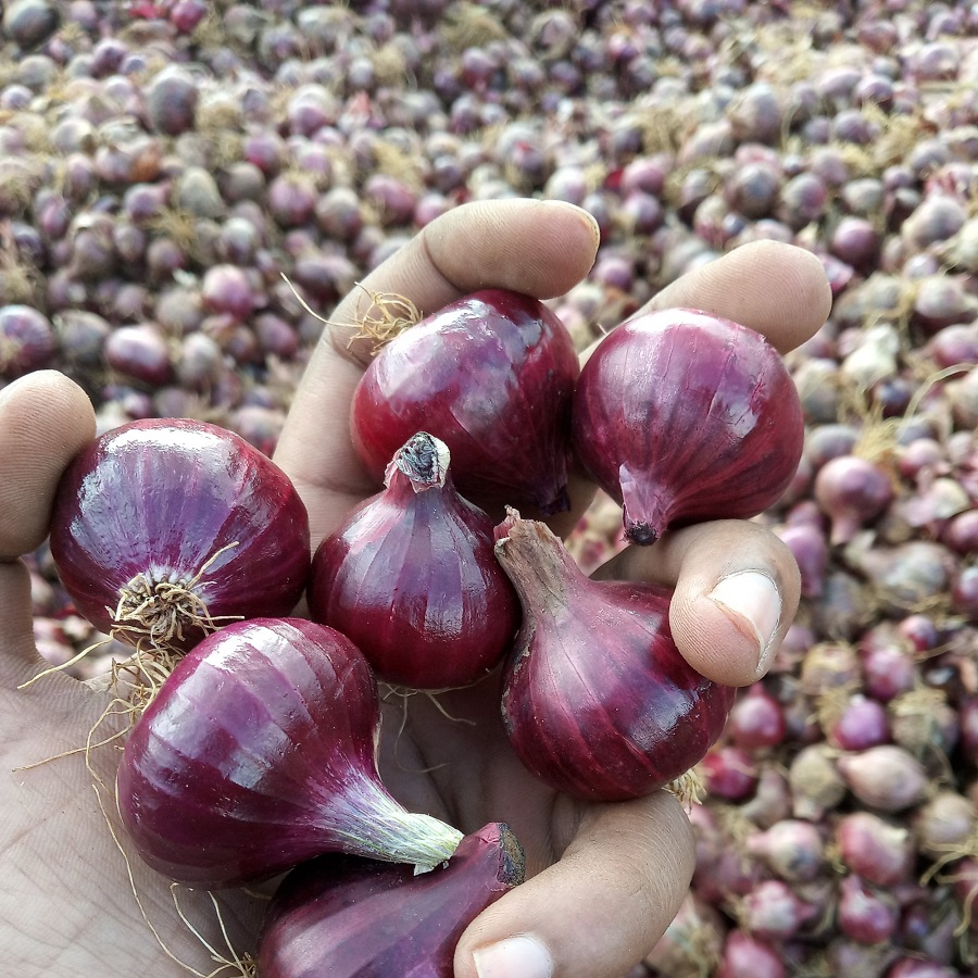 Bangalore Rose Onion