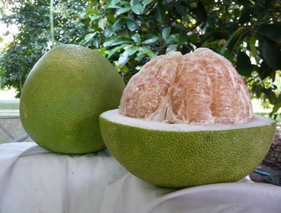 Devanahalli Pomelo (Chakota)