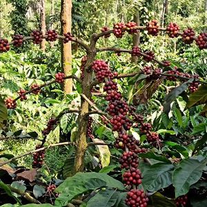 Bababudangiris Arabica Coffee