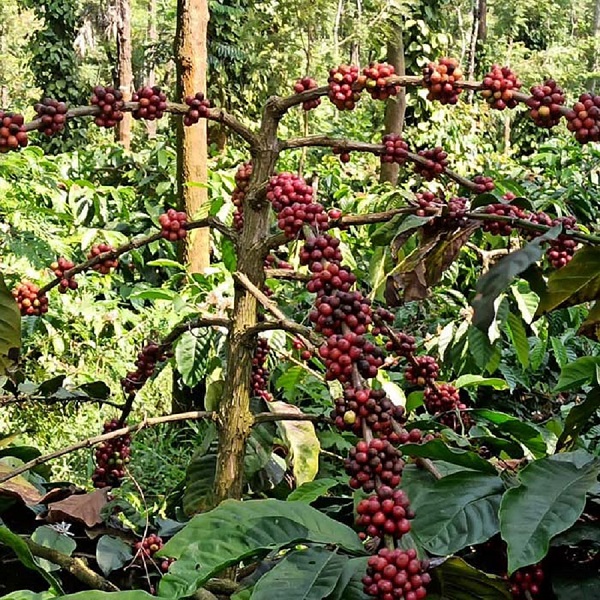 Bababudangiris Arabica Coffee