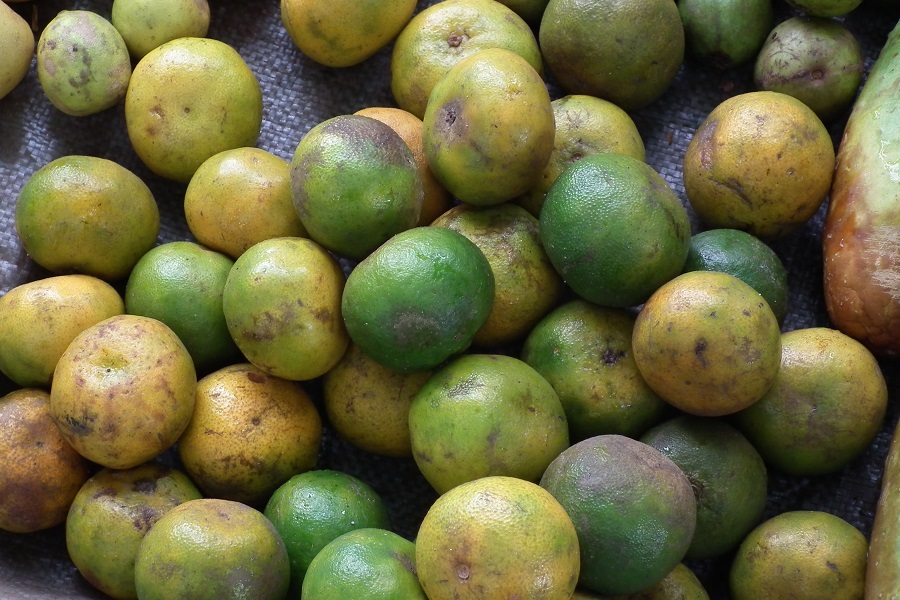 Coorg Orange (Kodagina Kittale)