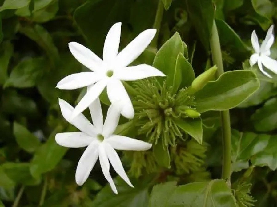 Hadagali Mallige (Jasmine)
