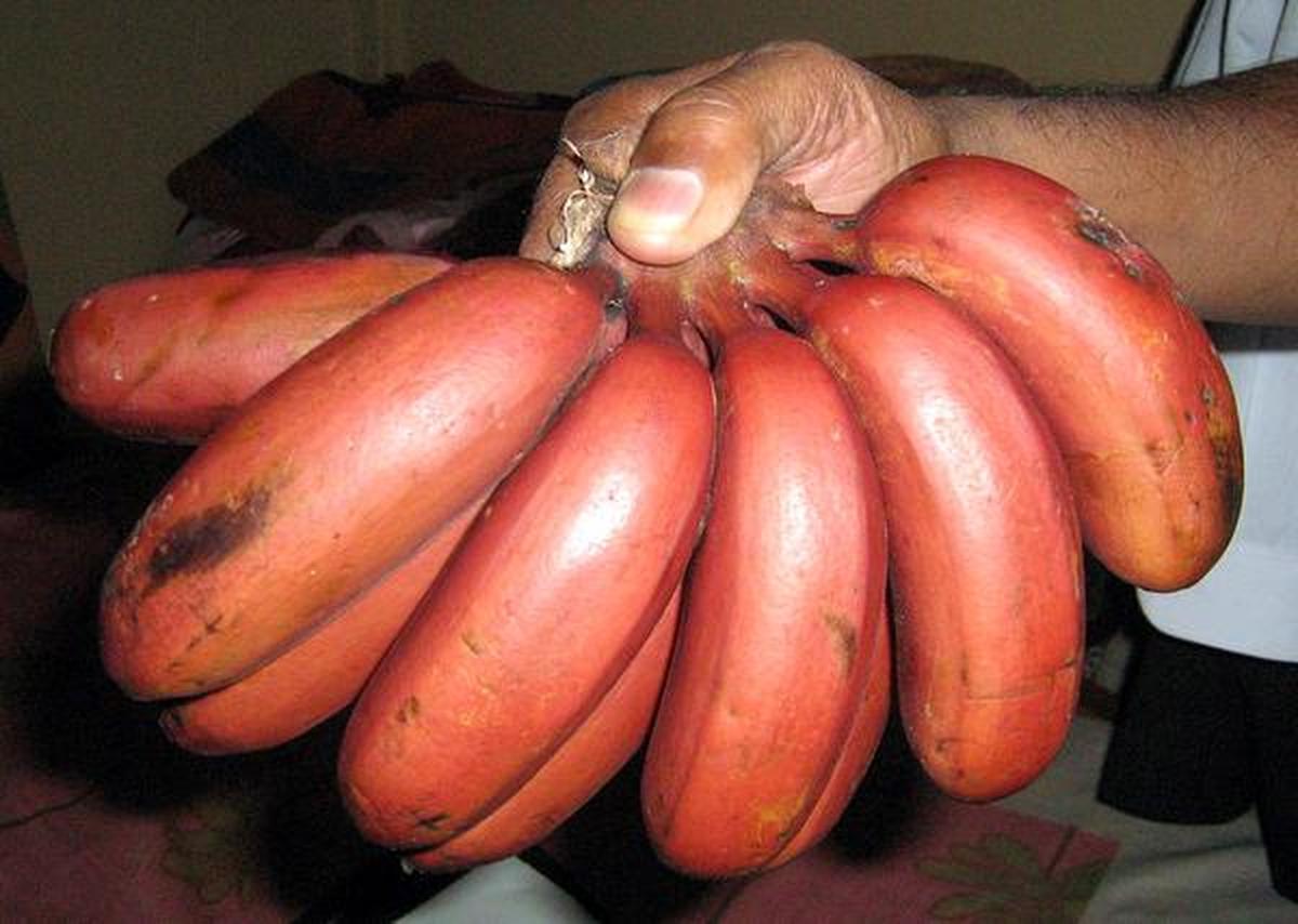 Kamalapur Red Banana
