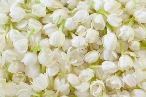 Mysore Mallige jasmine garlands