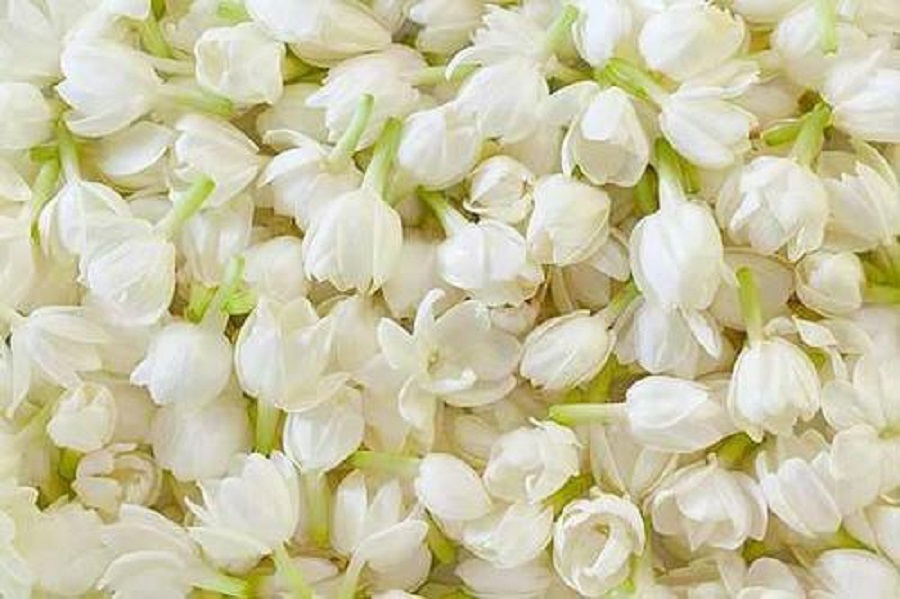 Mysore Mallige jasmine garlands
