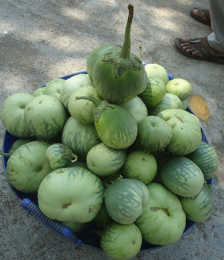 Mattu Gulla Brinjal