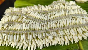 Udupi Mallige jasmine