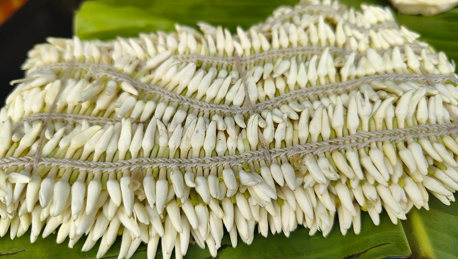 Udupi Mallige jasmine