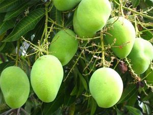 Appemidi Mango