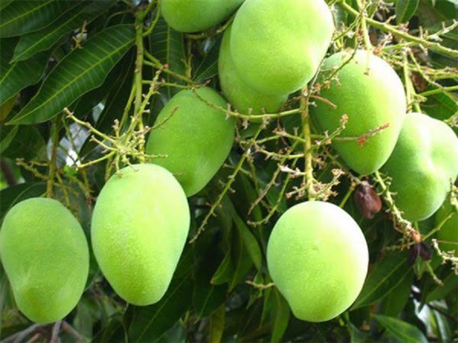 Appemidi Mango